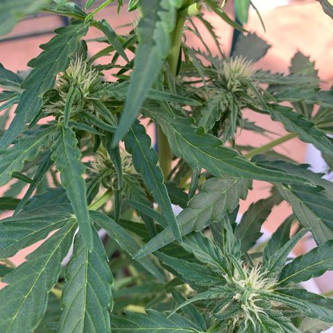 Royal Gorilla Automatic growlog timeline photo