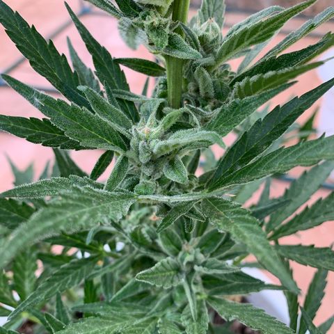 Royal AK Automatic growlog timeline photo