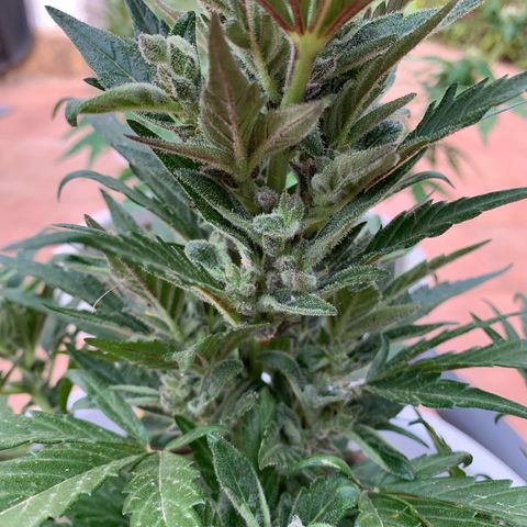 Watermelon Automatic growlog timeline photo