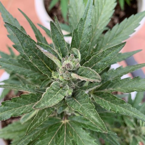Watermelon Automatic growlog timeline photo