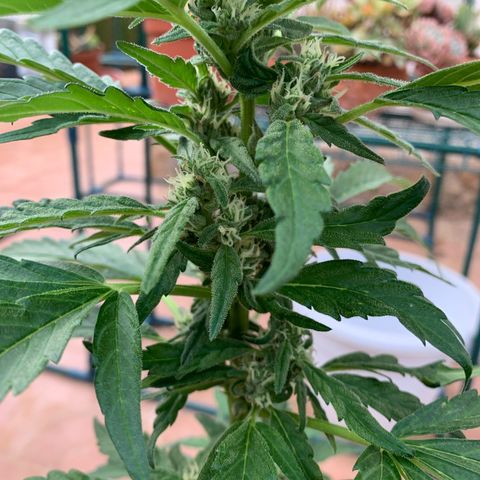 Special Queen #1 growlog timeline photo