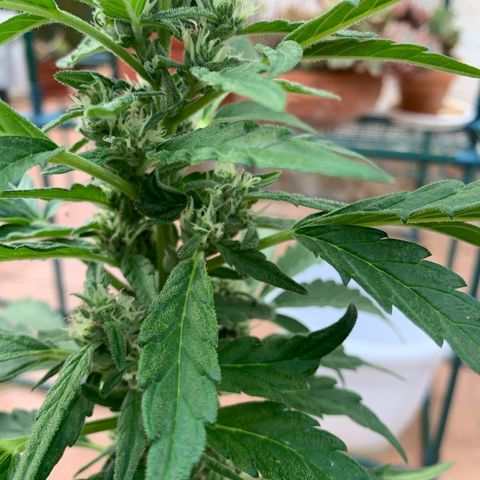 Special Queen #1 growlog timeline photo