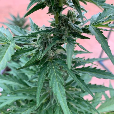 Royal Gorilla Automatic growlog timeline photo