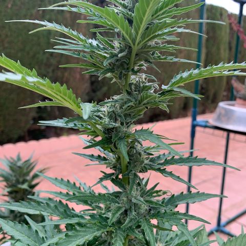 Royal Gorilla Automatic growlog timeline photo