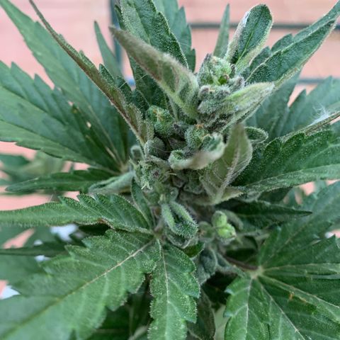 Watermelon Automatic growlog timeline photo