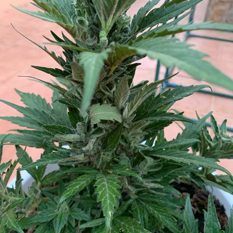 Watermelon Automatic growlog timeline photo