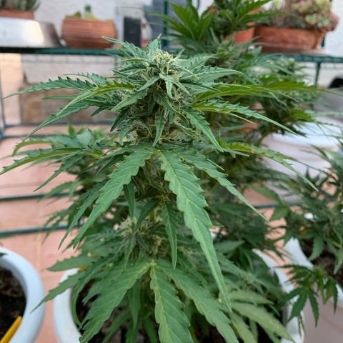 Royal Gorilla Automatic growlog timeline photo