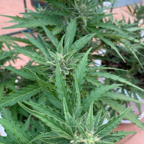 Royal Gorilla Automatic growlog timeline photo