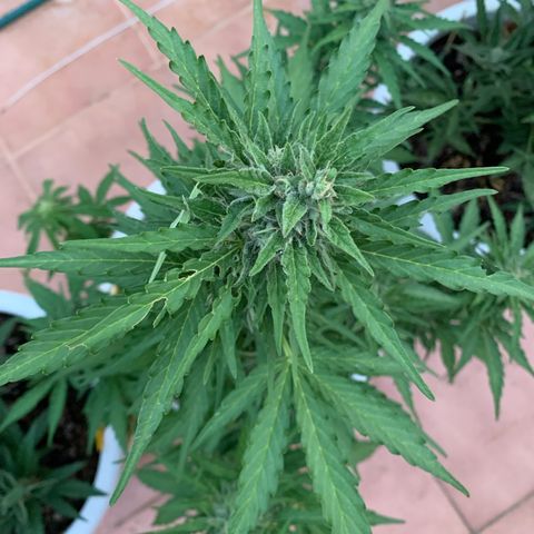 Royal Gorilla Automatic growlog timeline photo