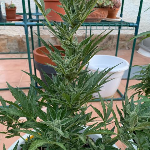 Royal AK Automatic growlog timeline photo