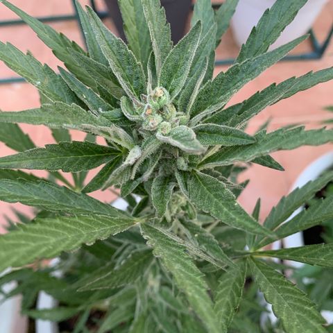 Royal AK Automatic growlog timeline photo