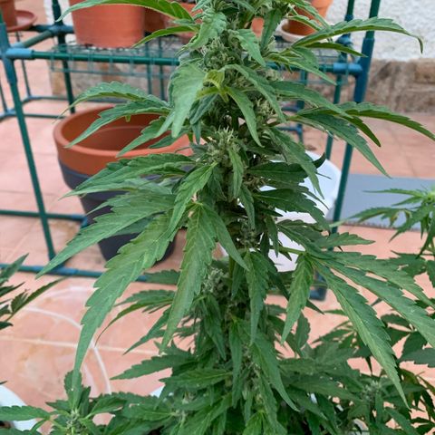 Special Queen #1 growlog timeline photo