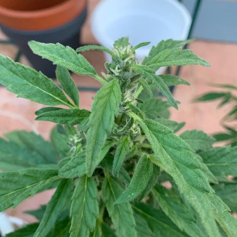 Special Queen #1 growlog timeline photo