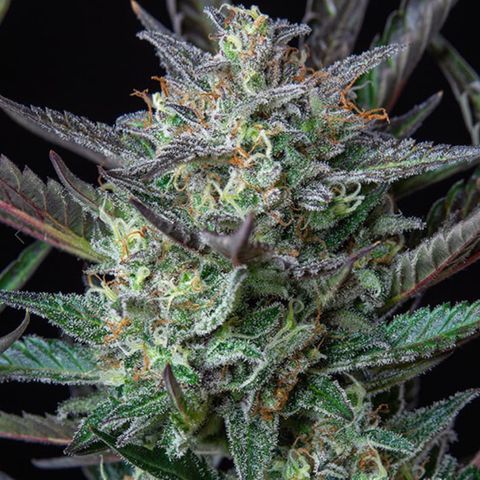Purple Punch Automatic growlog photo