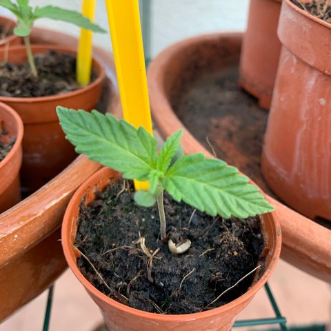 Purple Punch Automatic growlog photo