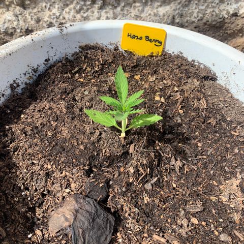 Haze Berry Automatic growlog timeline photo