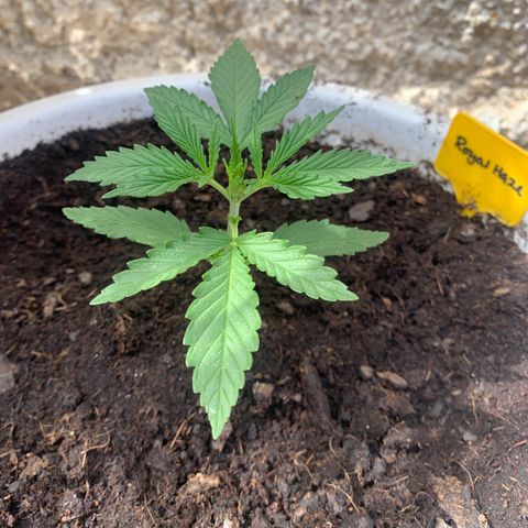 Royal Haze Automatic growlog timeline photo