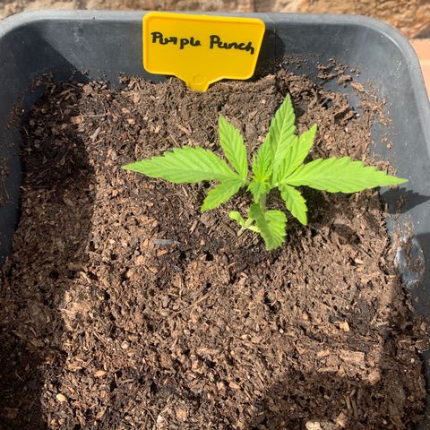 Purple Punch Automatic growlog photo