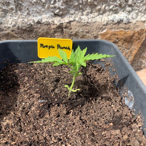 Purple Punch Automatic growlog photo