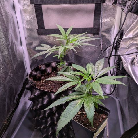 ENT III growlog timeline photo