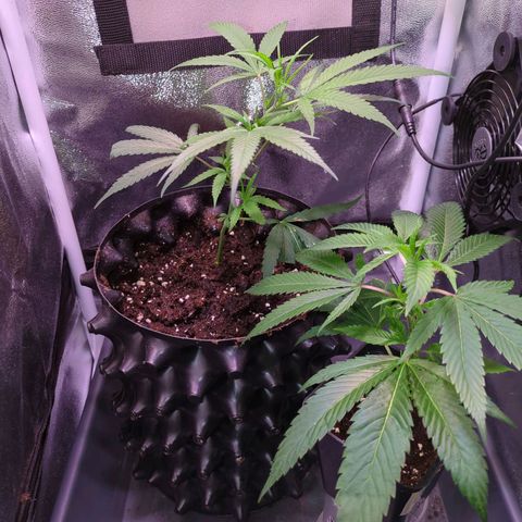 ENT III growlog timeline photo