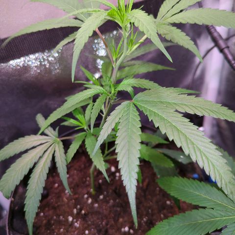 ENT III growlog photo: Gedüngt 