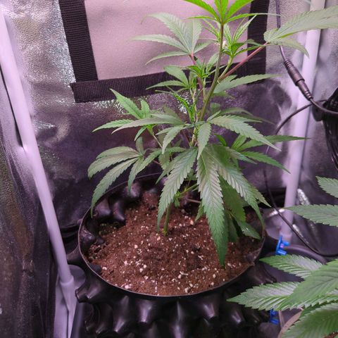 ENT III growlog timeline photo