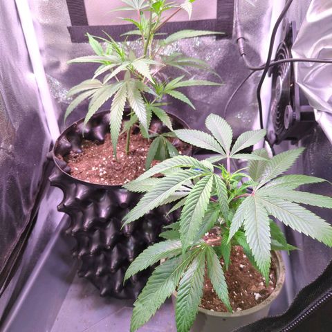 ENT III growlog timeline photo