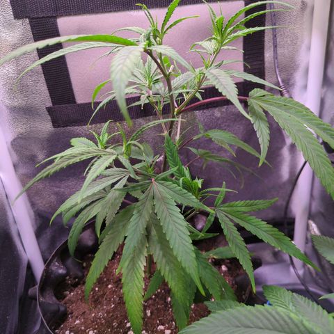 ENT III growlog timeline photo