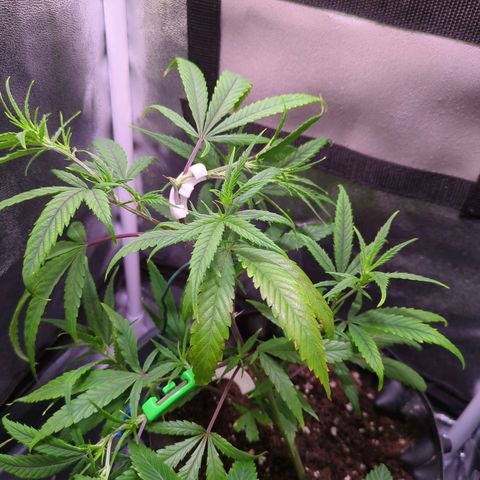 ENT III growlog photo: Lst