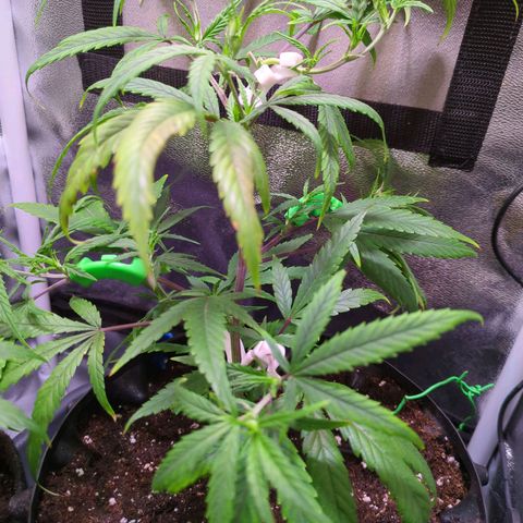 ENT III growlog timeline photo