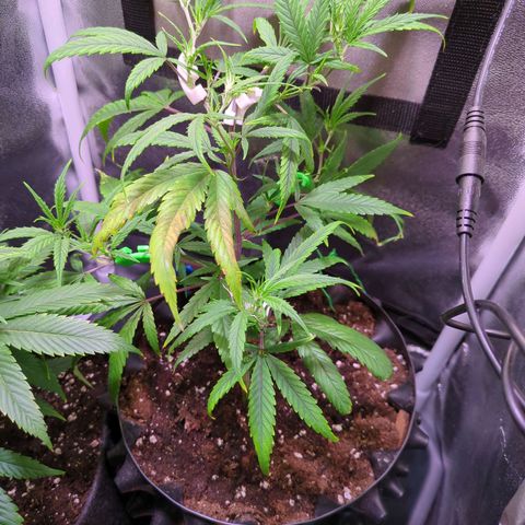 ENT III growlog timeline photo