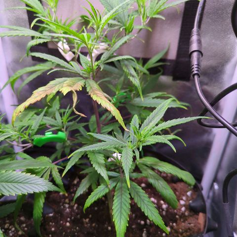 ENT III growlog timeline photo