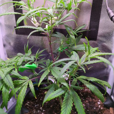 ENT III growlog timeline photo