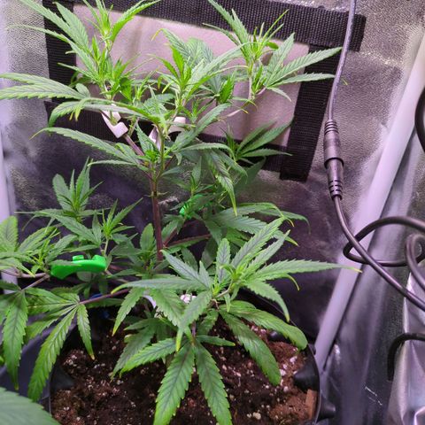 ENT III growlog timeline photo
