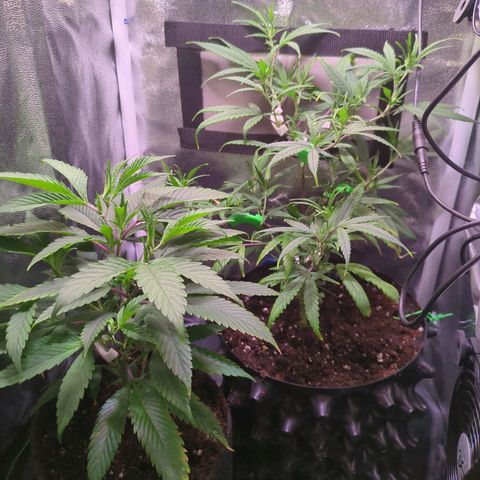ENT III growlog timeline photo