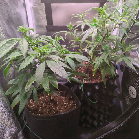 ENT III growlog timeline photo