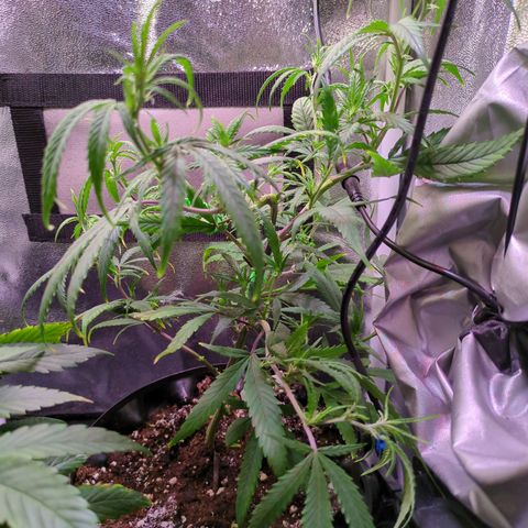 ENT III growlog timeline photo