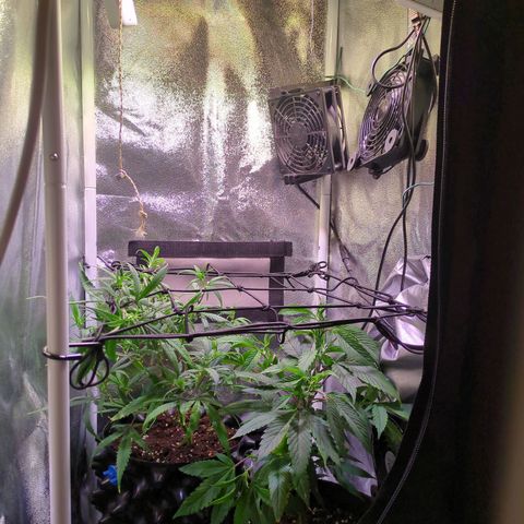 ENT III growlog timeline photo