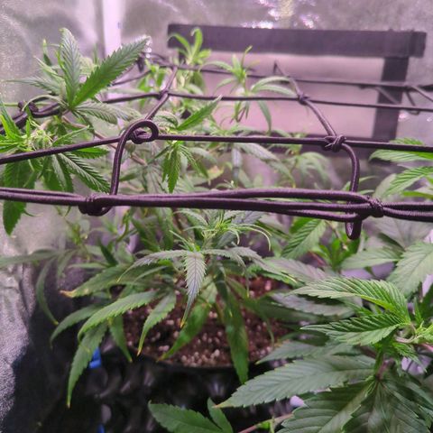 ENT III growlog timeline photo