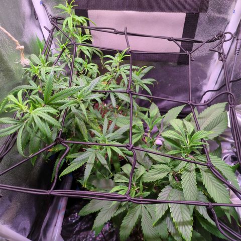ENT III growlog timeline photo