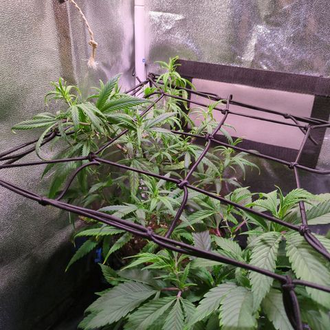 ENT III growlog timeline photo