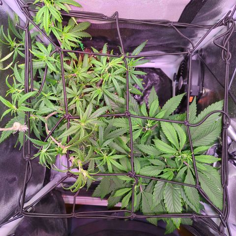 ENT III growlog timeline photo