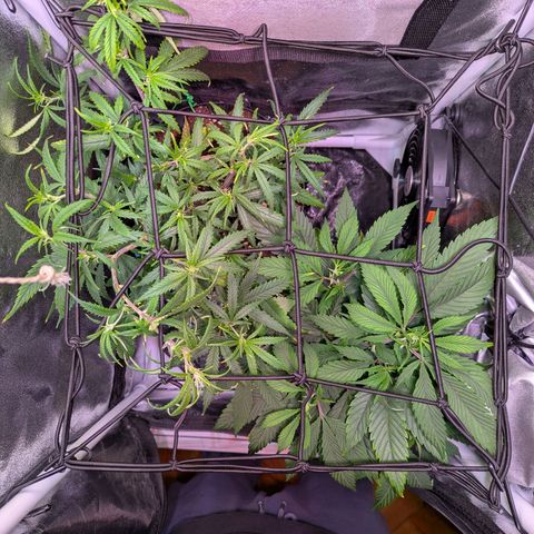 ENT III growlog timeline photo