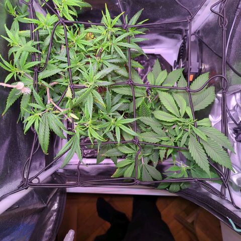 ENT III growlog timeline photo