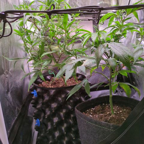 ENT III growlog timeline photo