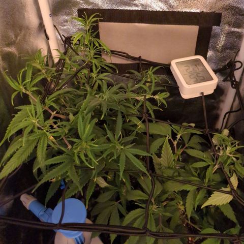 ENT III growlog photo: Lampe gewechselt von 50w = 100%
 auf 150w=35%
