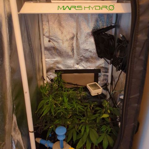 ENT III growlog photo: Lampe gewechselt von 50w = 100%
 auf 150w=35%