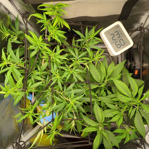 ENT III growlog timeline photo