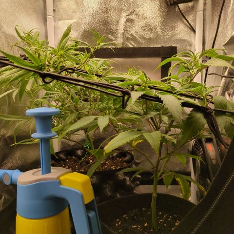 ENT III growlog timeline photo